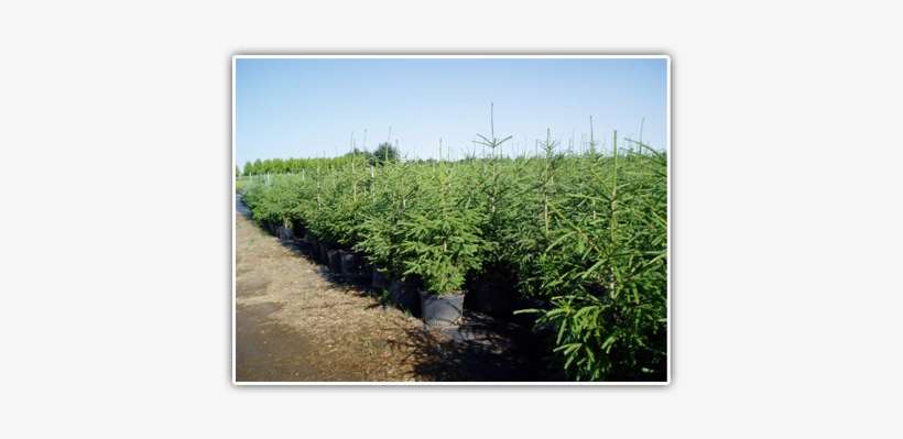 Fraser Fir G2 - Fraser Fir, transparent png download