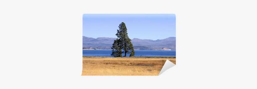 Single Tall Pine Tree By The Lake Wall Mural • Pixers® - Loch, transparent png download