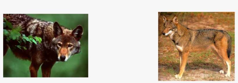 Picture - Centimetre, transparent png download