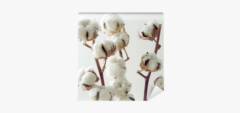 Cotton Twigs, transparent png download