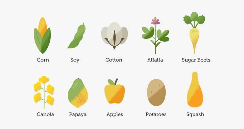 Desktopgmogrid - Gmo Plant, transparent png download