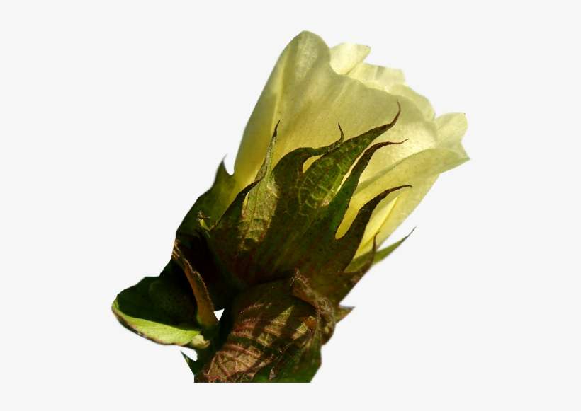 Infographic, transparent png download