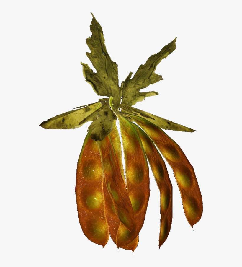The Vault Fallout Wiki - Silt Bean, transparent png download