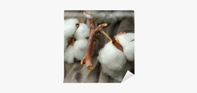Cotton, transparent png download