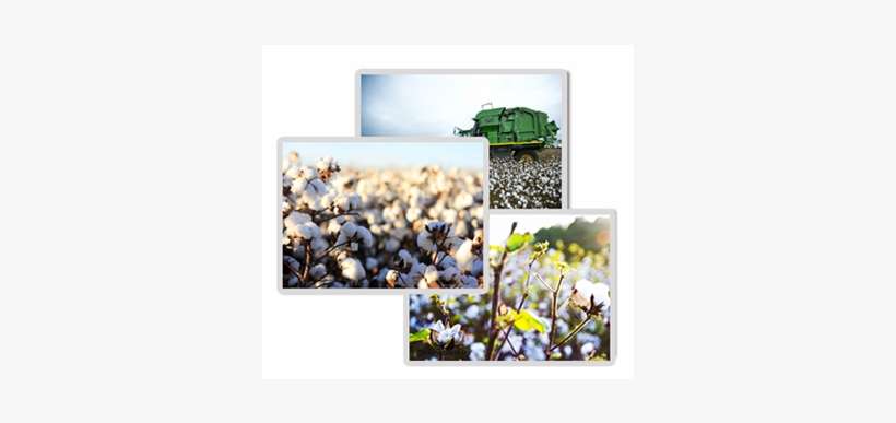 Welcome To Vijay Cotton - Fertiliser (control) Order, 1985 (hindi), transparent png download