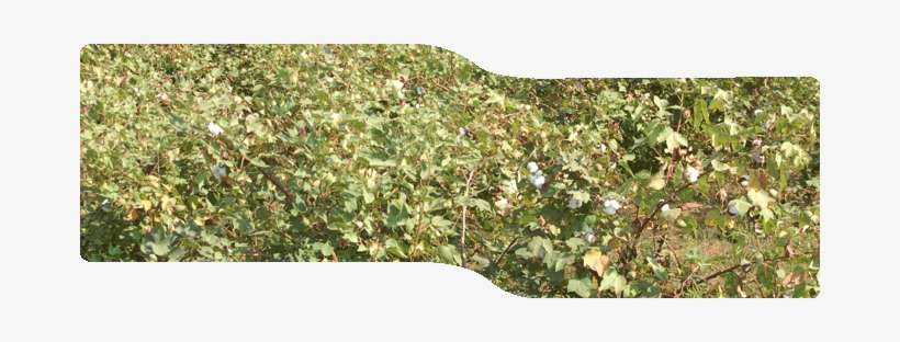 Loading - Plantation, transparent png download