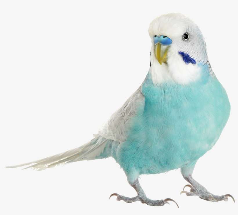 Budgie - Blue Budgies, transparent png download