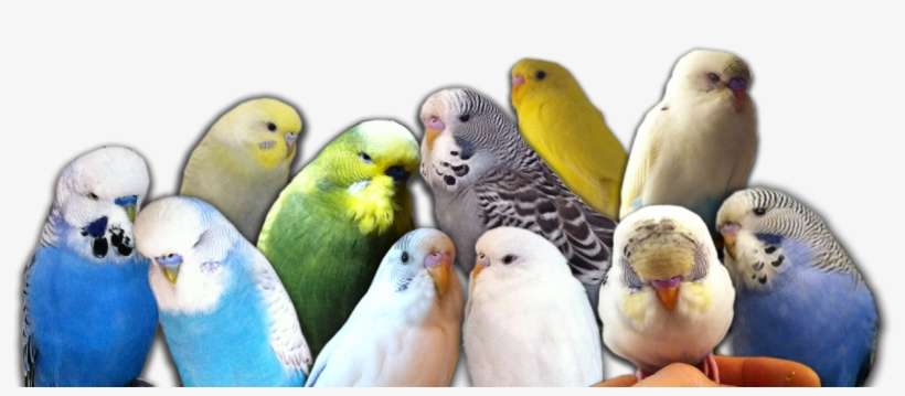 My Budgie Flock - Budgies Png, transparent png download