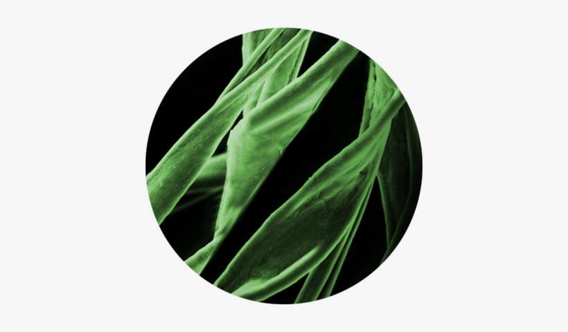 Renewable Raw Materials - Grass, transparent png download