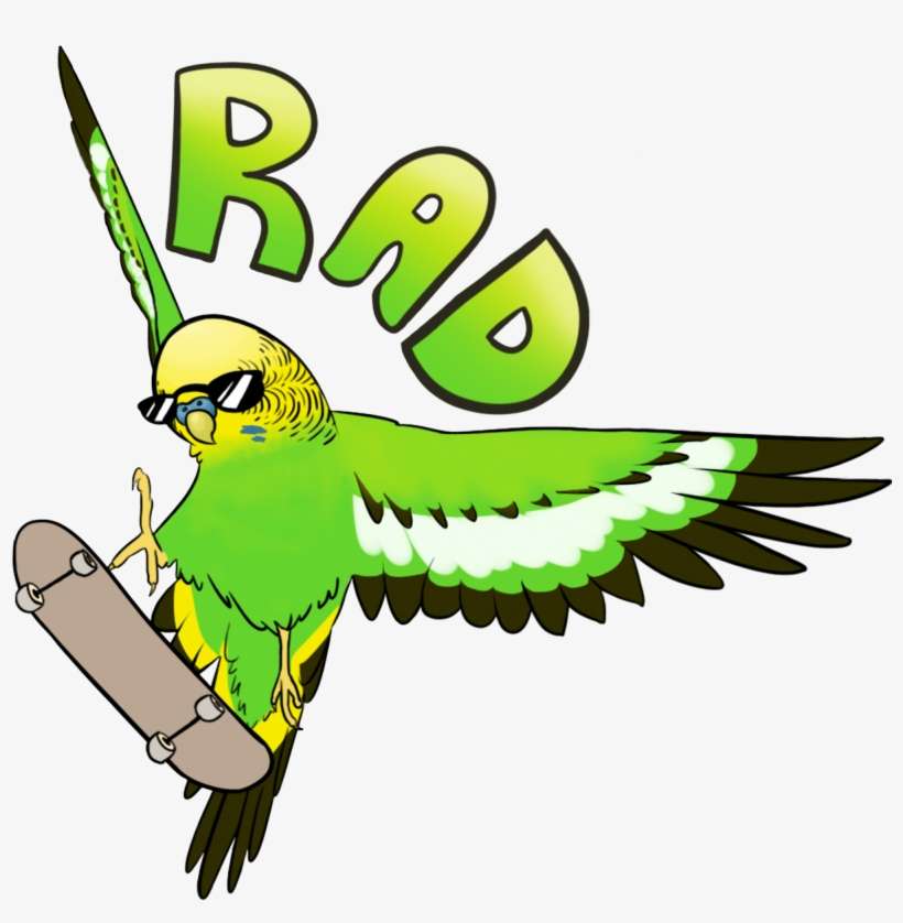Rad Budgie, transparent png download