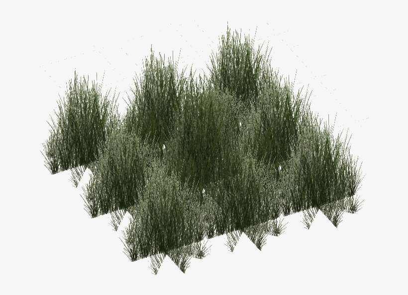Rainforest Grass - Grass, transparent png download