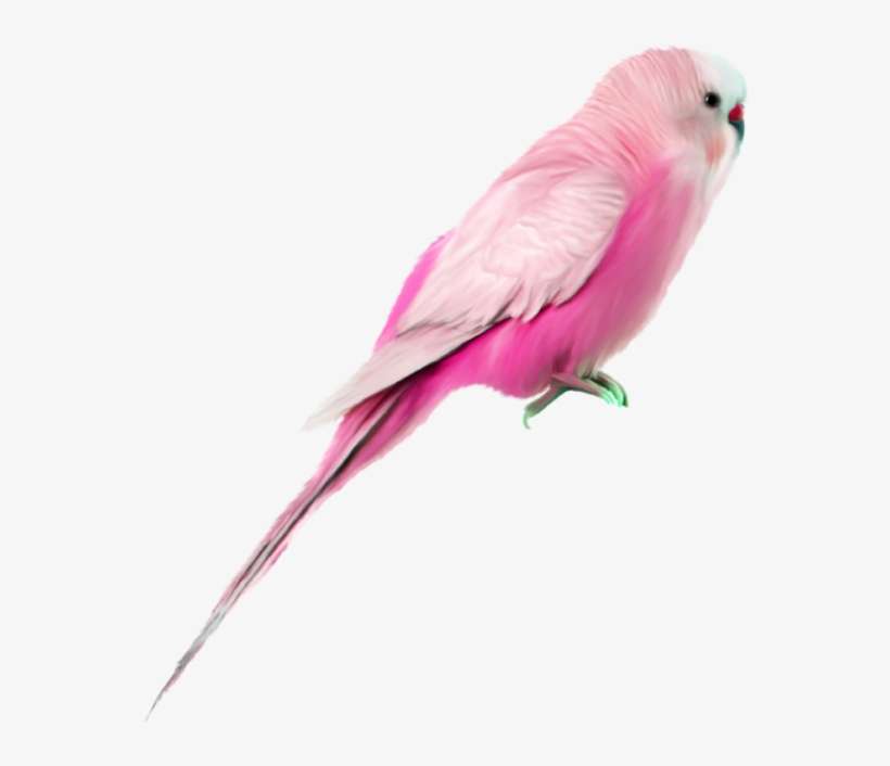 Bird Pinkbird Pink Budgie Pet Wellensittich Haustiere - Pink Parrot, transparent png download
