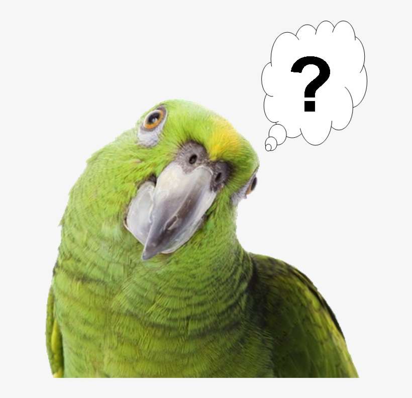 Frequently Asked Questions - Png Tropical Birds, transparent png download
