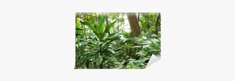 Plantation, transparent png download