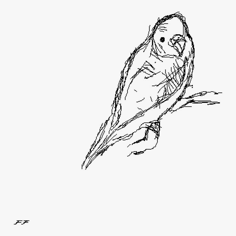 Budgie - Screech Owl, transparent png download