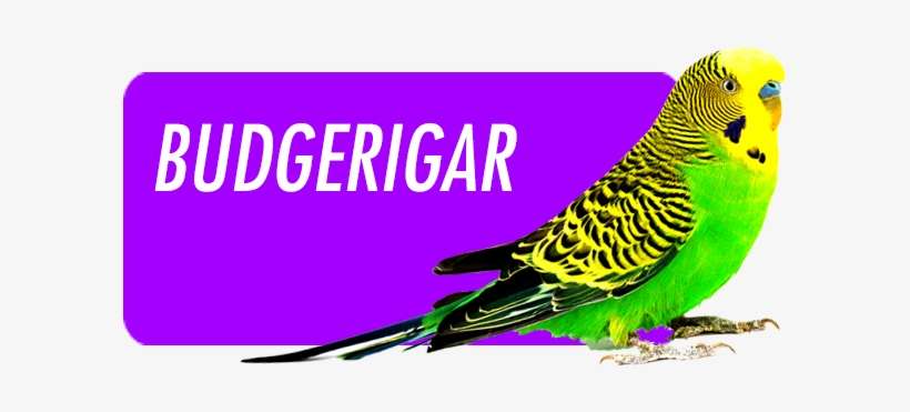 The Budgerigar, Better Known As Budgie Is A Native - Badger Distro, transparent png download