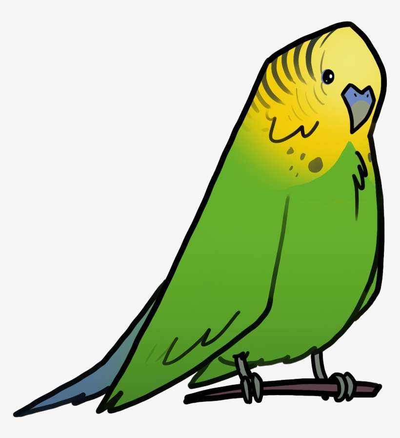 Ron Broyde On Twitter - Budgie, transparent png download
