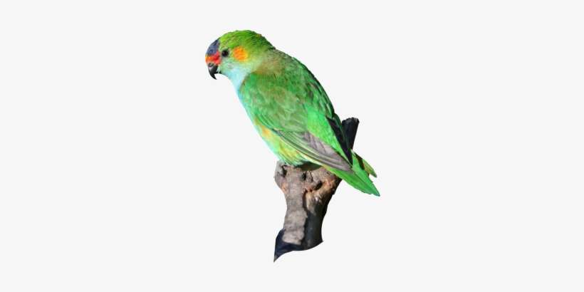 Jungle Birds Png, transparent png download