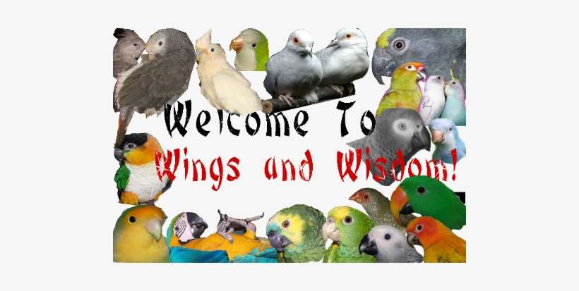 China Wok, transparent png download