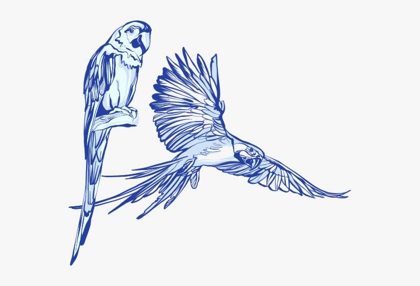 Birdshow - Macaw, transparent png download