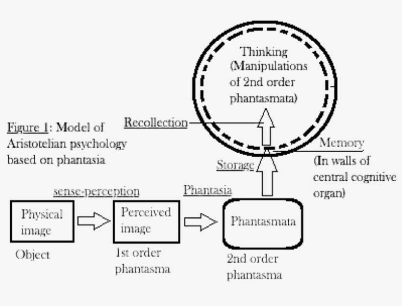 Aristotle, Of Course, Lived Thousands Of Years Before - Diagram, transparent png download