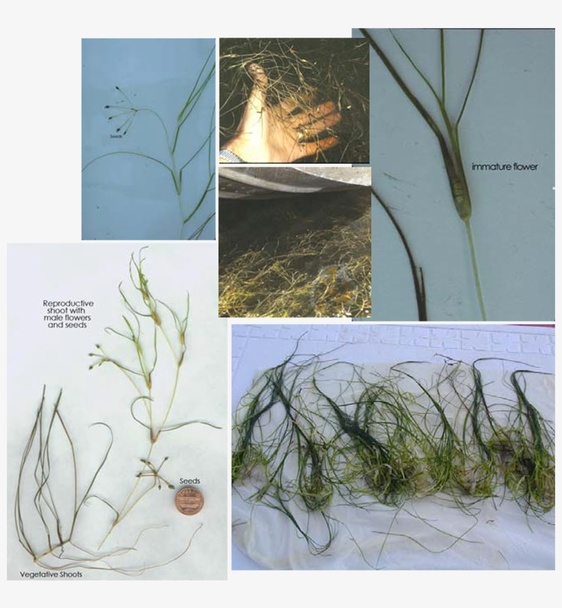 Click Here For More Images - Widgeon Grass, transparent png download