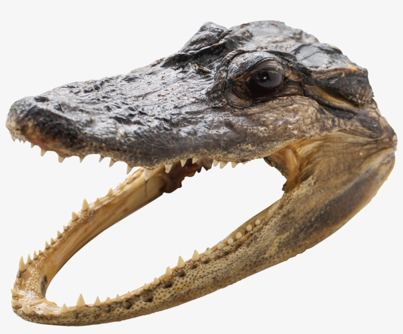 Gator Head 5-6" - Gator Aligator Head 5-6", transparent png download