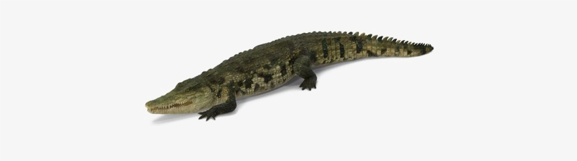 Crocodile Png Picture - American Crocodile, transparent png download