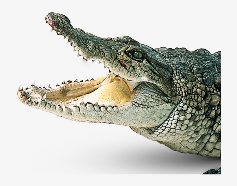 Crocodile Free Png Transparent Background Images Free - Crocodile Png, transparent png download