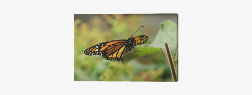Viceroy (butterfly), transparent png download
