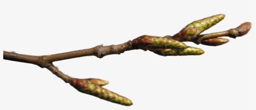 Bgtransp 8bit 20130322hainbuche Hockenheim08 - Gambel Oak, transparent png download