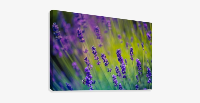 Beautiful Sunset Lavender Flowers Canvas Print - Lavender, transparent png download