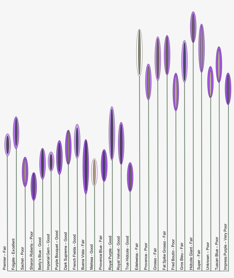 July 8 2014 Figure - Lavender Cultivars, transparent png download