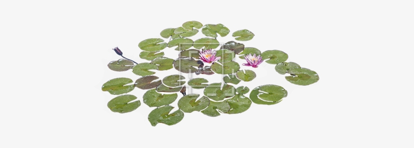 Lily Pads With Purple Flowers - Lily Pads Png, transparent png download