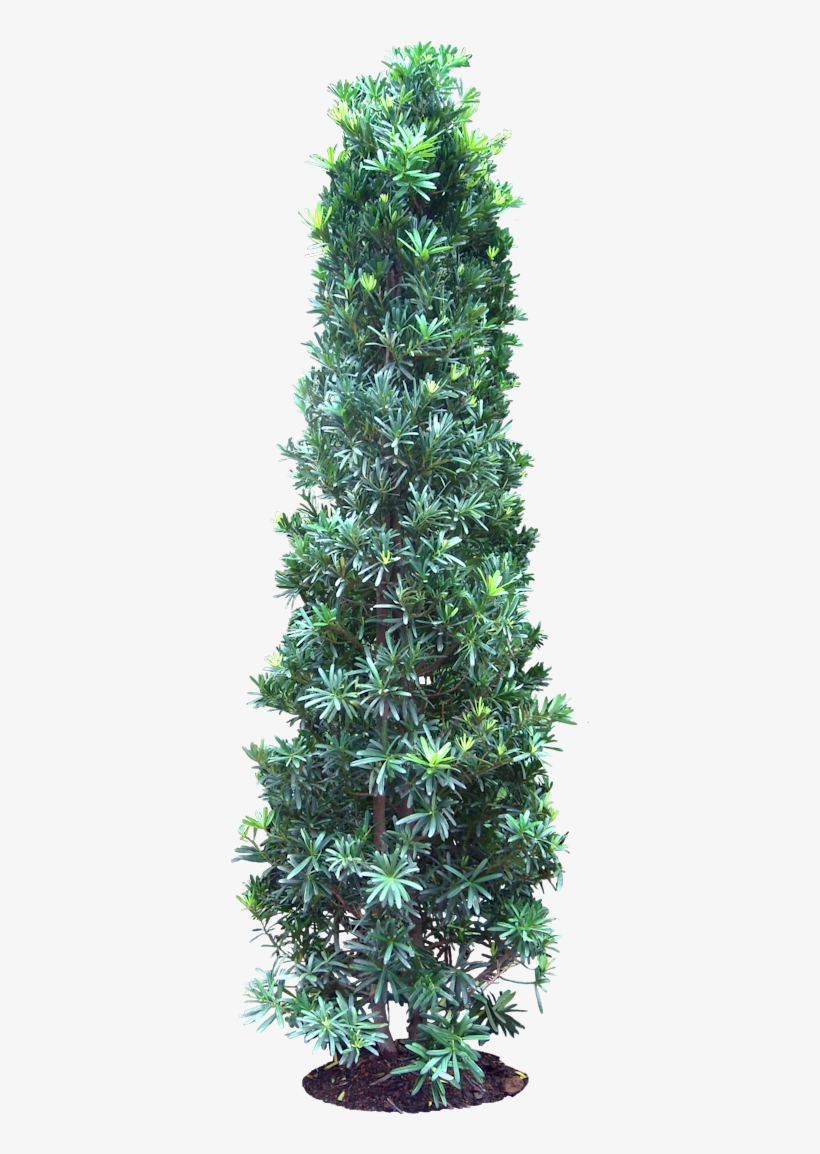 20 Free Tree Png Images - Podocarpus Png, transparent png download