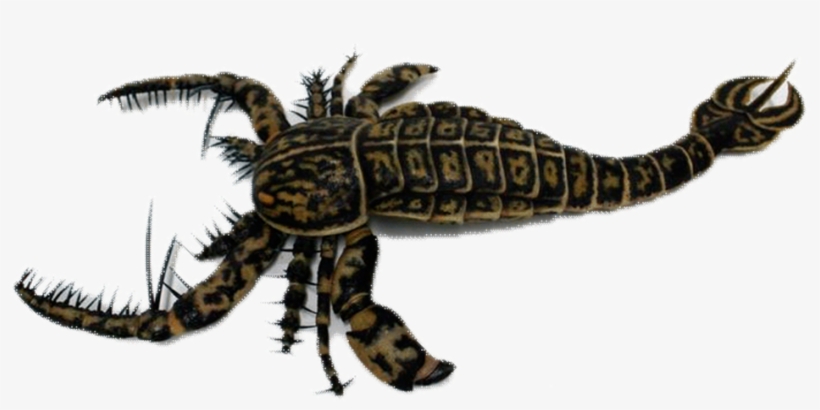Sea Scorpion - Sea Scorpion Png, transparent png download
