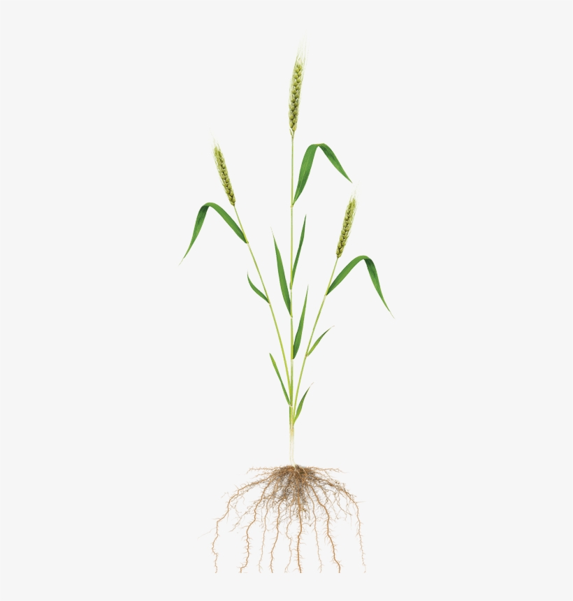 Corn - Wheat Plant, transparent png download