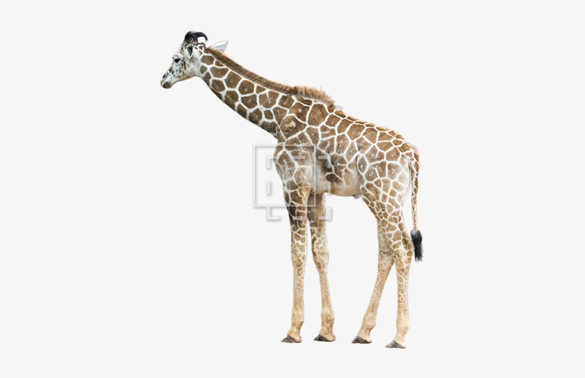 Parent Category - Giraffe, transparent png download