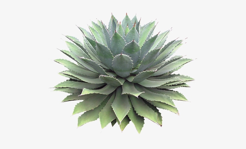1000 Images About For Edits On We Heart It - Succulent Png, transparent png download