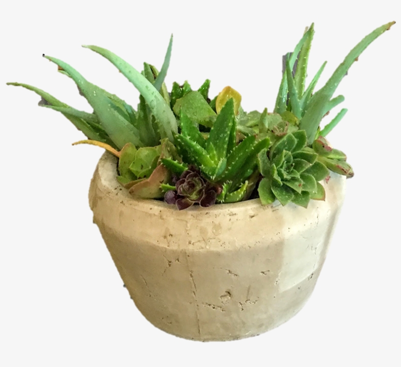 Image Data - Flowerpot, transparent png download
