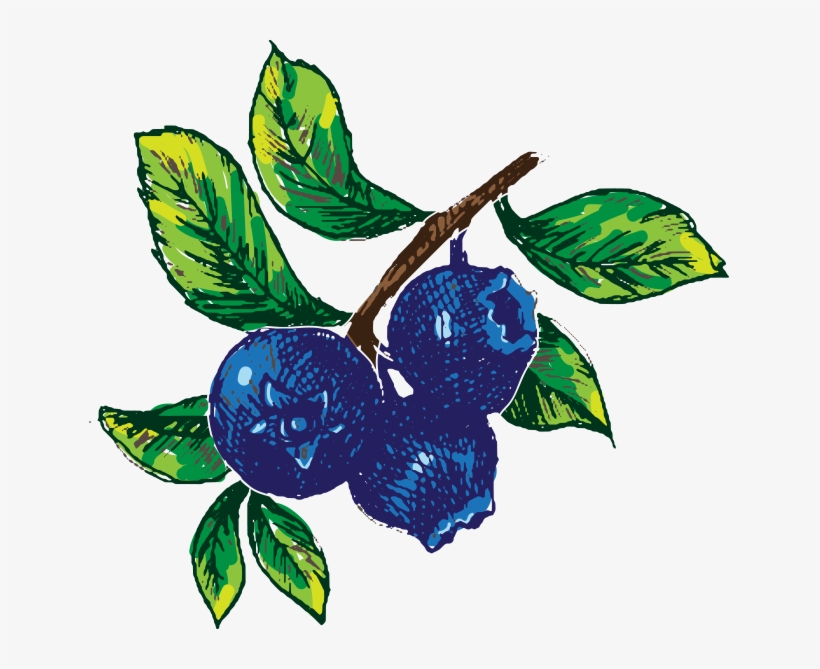 Hand Drawn Blueberry Image - Vector Graphics, transparent png download