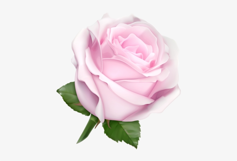 ༺♛ Christine Staniforth ♛༻ - White Rose Clipart Png, transparent png download