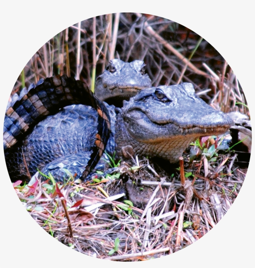 Many Alligators Also Call Tom Yawkey Wildlife Center - Tom Yawkey Wildlife Center, transparent png download