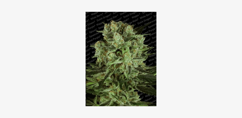 Paradise Seeds / Fem 5 Pack / Durga Mata Ii Cbd - Durga Mata Paradise Seeds, transparent png download