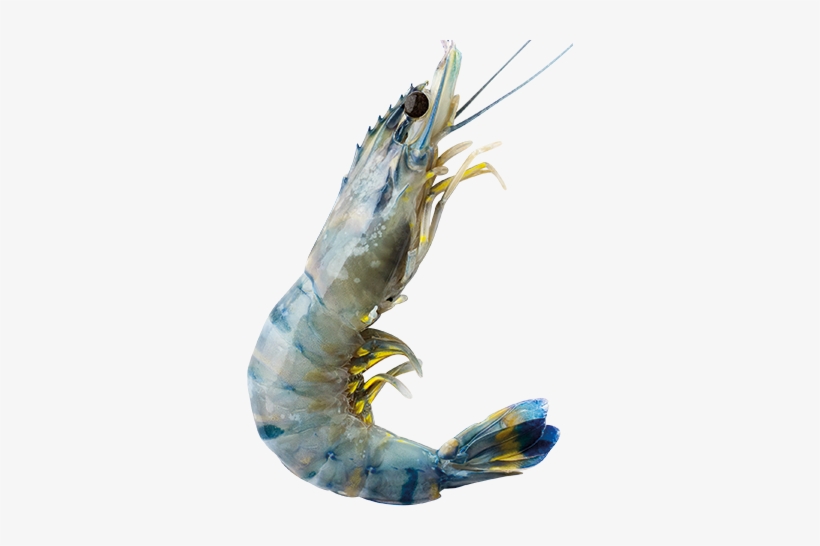 Preparation Methods - Caridean Shrimp, transparent png download