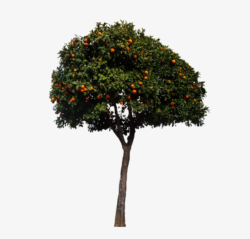 Next - Mandarin Orange, transparent png download