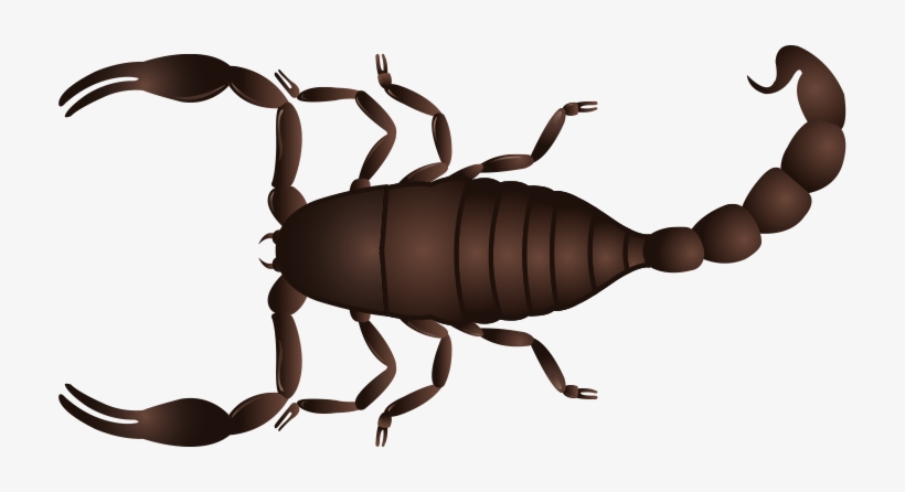 Scorpion Control Mesa Az - Arizona, transparent png download