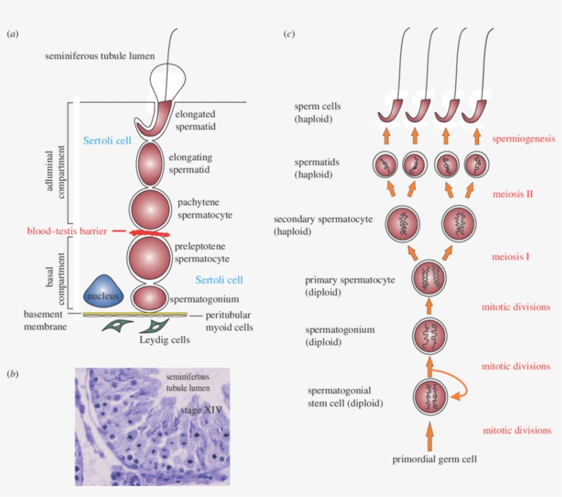 Clip Stock The Biology Of Spermatogenesis - Process Of Spermatogenesis In Rat, transparent png download