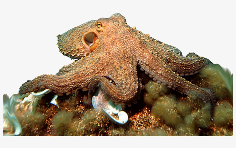 The Common Octopus, Octopus Vulgaris - Can Octopuses Change Color, transparent png download
