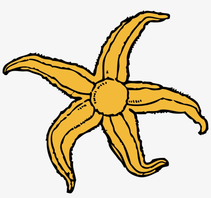 Starfish Drawing Computer Icons - Starfish Clip Art, transparent png download